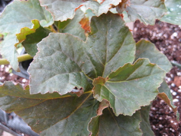 B. ‘Molly's Marvel’